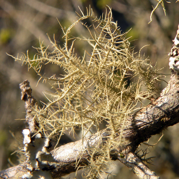 Lichen Trail in Sud Africa